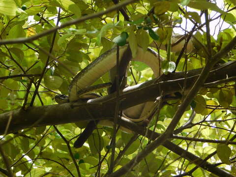 Image of Olive Whip Snake