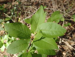 Imagem de Euonymus occidentalis Nutt. ex Torr.