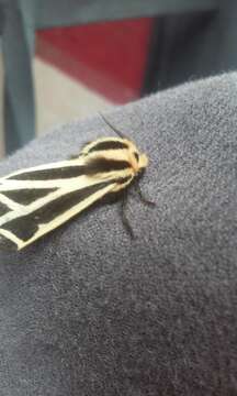 Image of Harnessed Tiger Moth