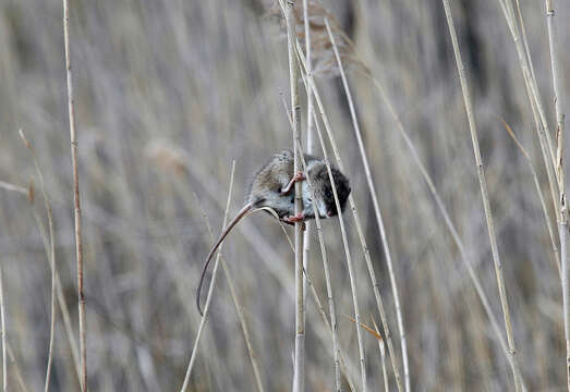 Image of Marsh Oryzomys