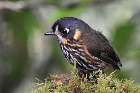 Image of Crescent-chested antpitta