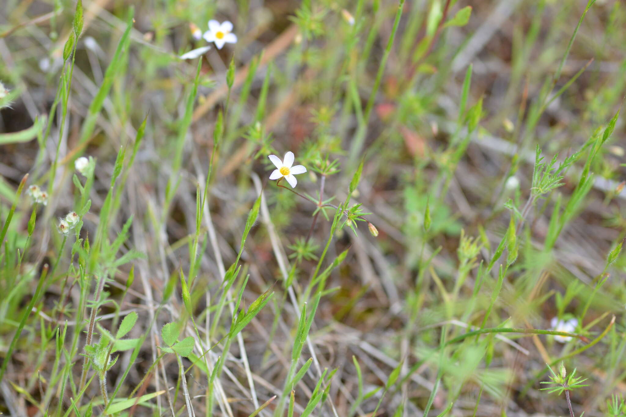 Image of thread linanthus