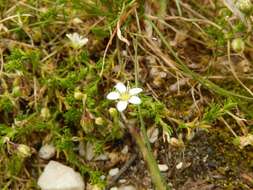 Plancia ëd Moehringia ciliata (Scop.) Dalla Torre