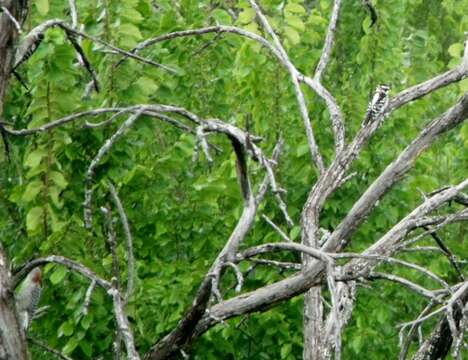 Image of Red-bellied Woodpecker