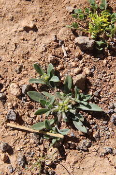 Image de Notoceras bicorne (Aiton) Amo