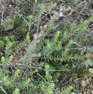 Image of Agathosma foetidissima (Bartl. & Wendl.) Steud.