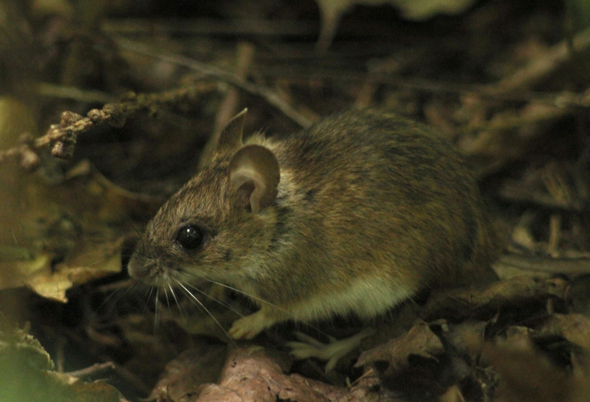 Image of Herb Field Mouse