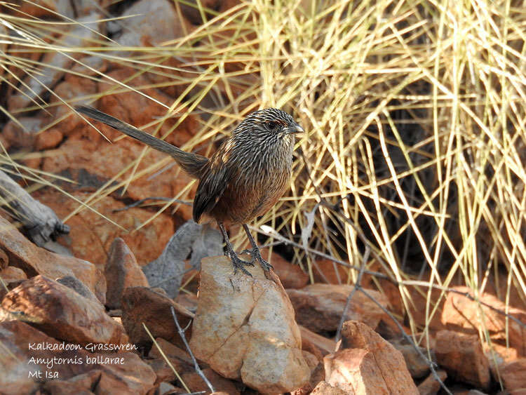 Image of Kalkadoon Grasswren