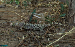 Слика од Tenuidactylus caspius (Eichwald 1831)