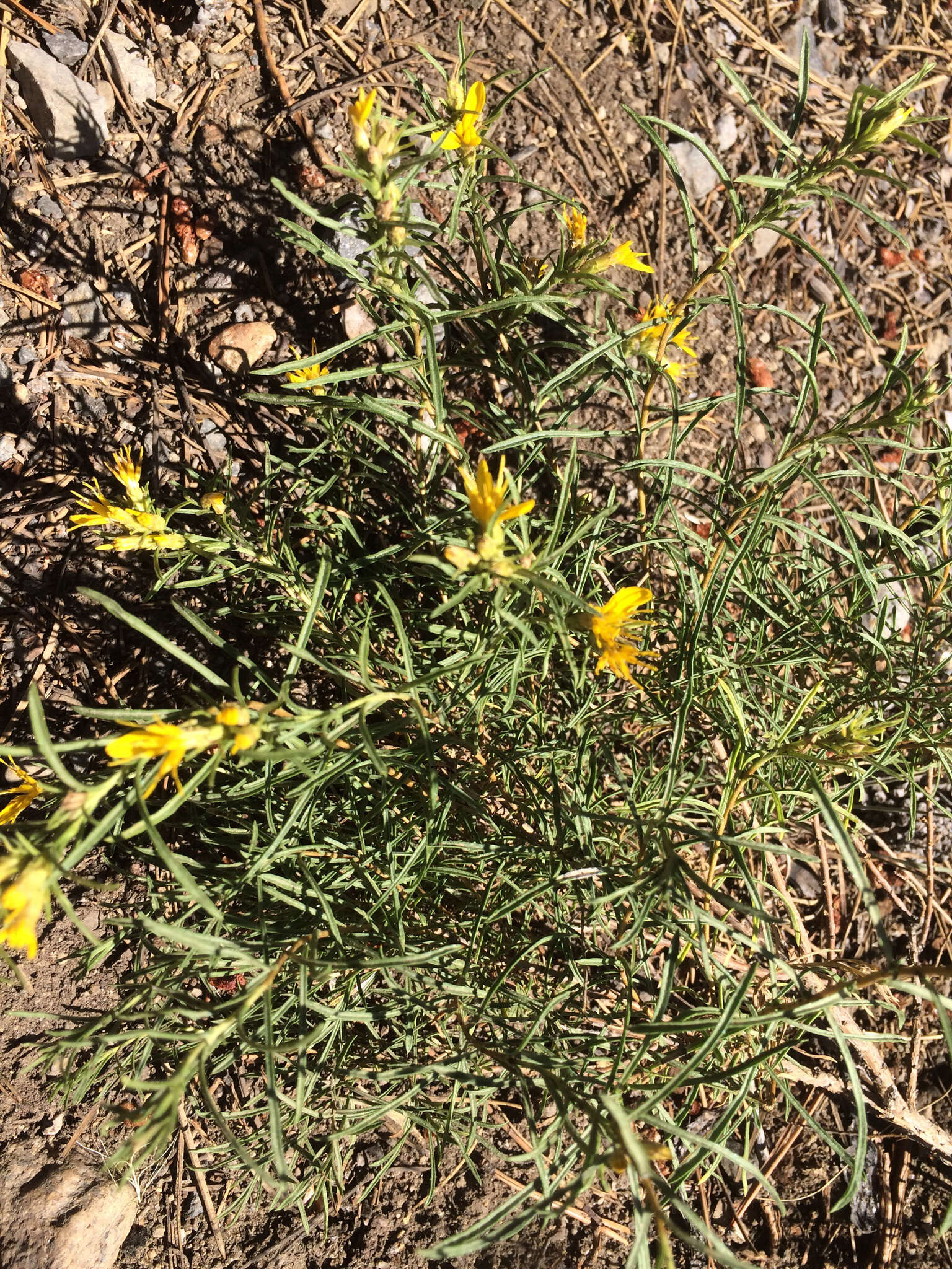 Слика од Ericameria bloomeri (A. Gray) Macbr.