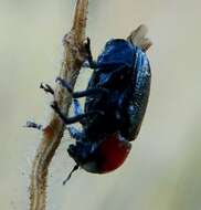 Image of Cryptocephalus sanguinicollis Suffrian 1852