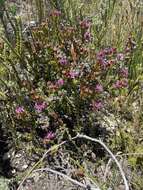 Image of Pentagonal Spoonfig