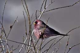 Image of Great Rosefinch