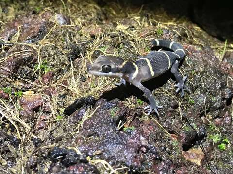 Image of Banded Ground Gecko