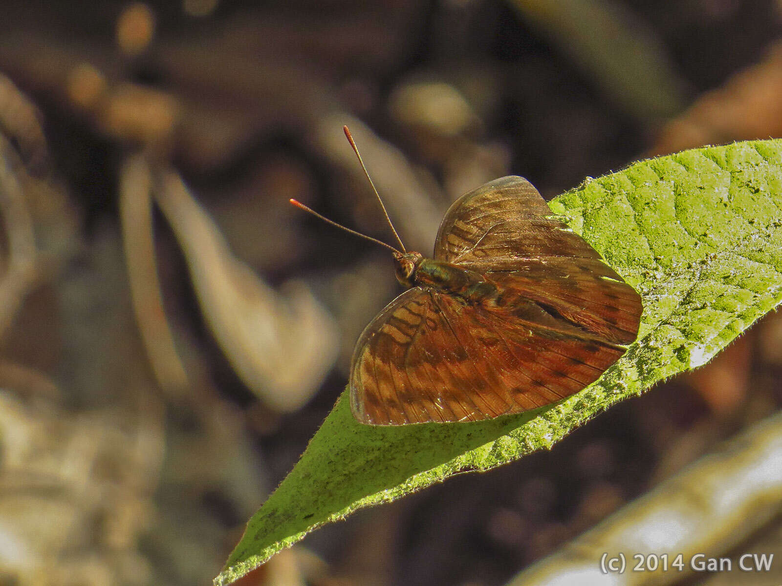 Image of White Tipped Baron