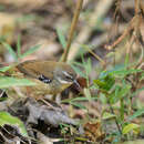 Image of Sericornis frontalis laevigaster Gould 1847