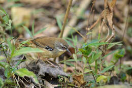 Image of Sericornis frontalis laevigaster Gould 1847