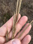 Image of Freshwater Cord Grass