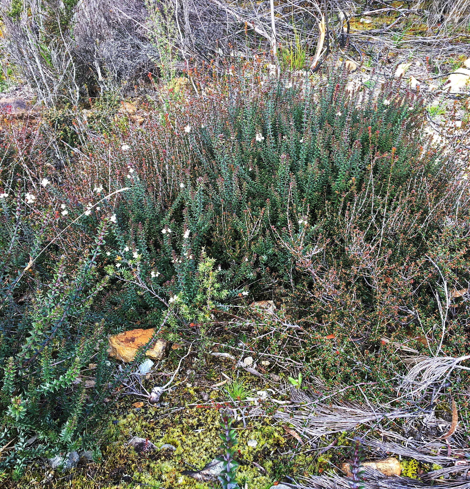 Image de Westringia rubiifolia R. Br.