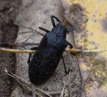 Image of Cedar Beetle