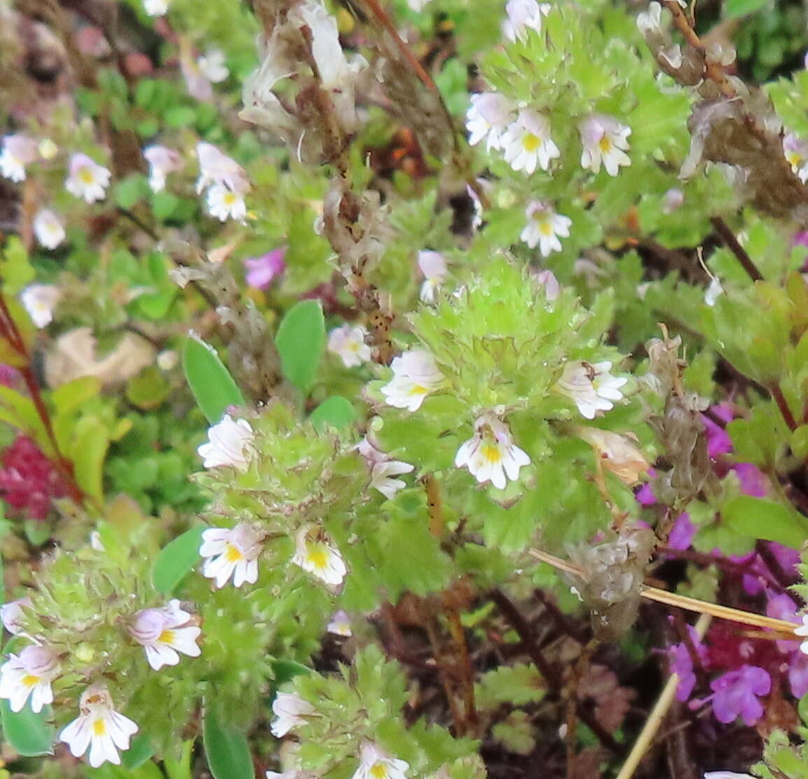 Image of upland eyebright