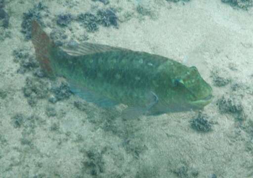 Image of Loosetooth parrotfish