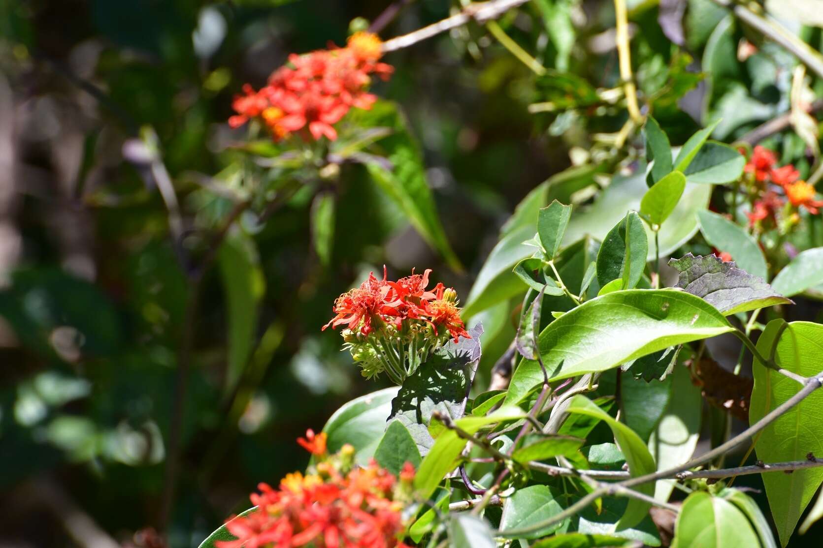 Image de Pseudogynoxys haenkei (DC.) Cabrera