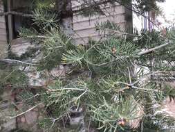 Image of Abies concolor var. concolor