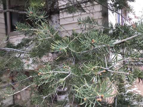 Image of Abies concolor var. concolor