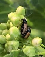 Image of Horseradish Flea Beetle