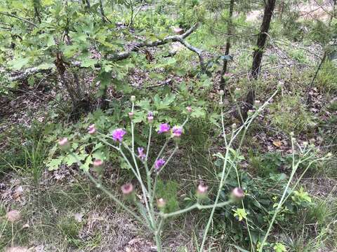 Image of stemless ironweed