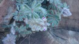 Image of downy prairie clover