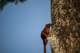 Image of Giant Flying Squirrels