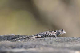 Image of Black-nosed Lizard