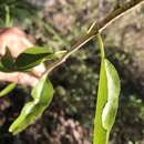 Image of Ehretia saligna var. membranifolia (R. Br.) B. R. Randell