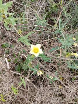 Image of Coccinia sessilifolia var. sessilifolia