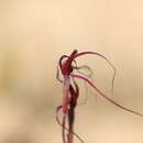 Image of Caladenia sanguinea D. L. Jones