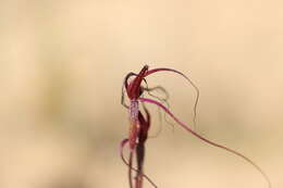 Caladenia sanguinea D. L. Jones的圖片