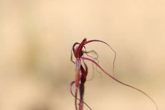 Image of Caladenia sanguinea D. L. Jones