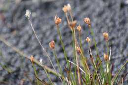 Image of Northern White Rush