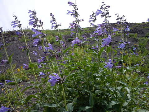 Image of Nepeta sibirica L.