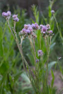 Imagem de Cirsium monspessulanum (L.) Hill