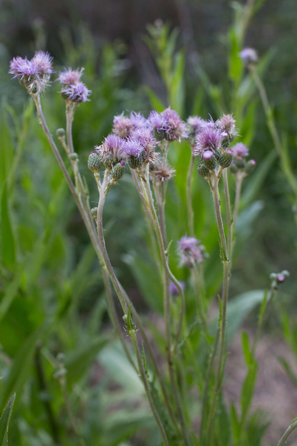 Imagem de Cirsium monspessulanum (L.) Hill