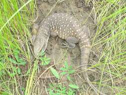 Image of Savannah Monitor