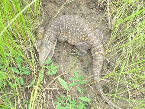 Image of Savannah Monitor