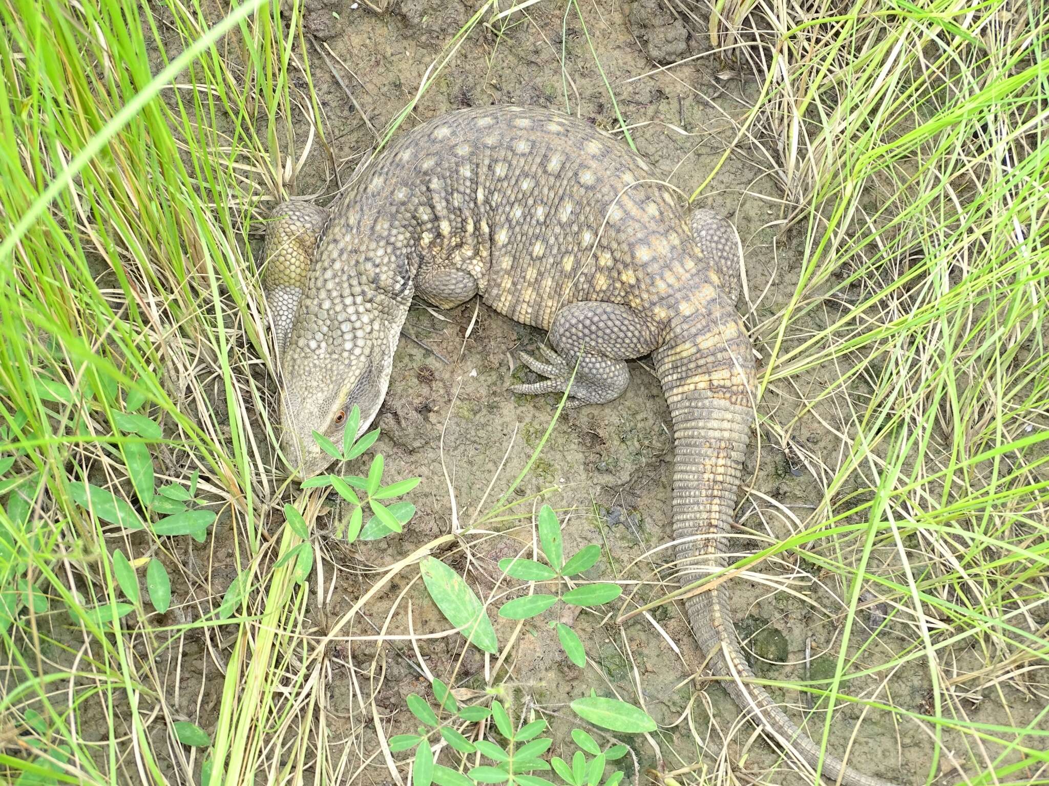 Image of Savannah Monitor