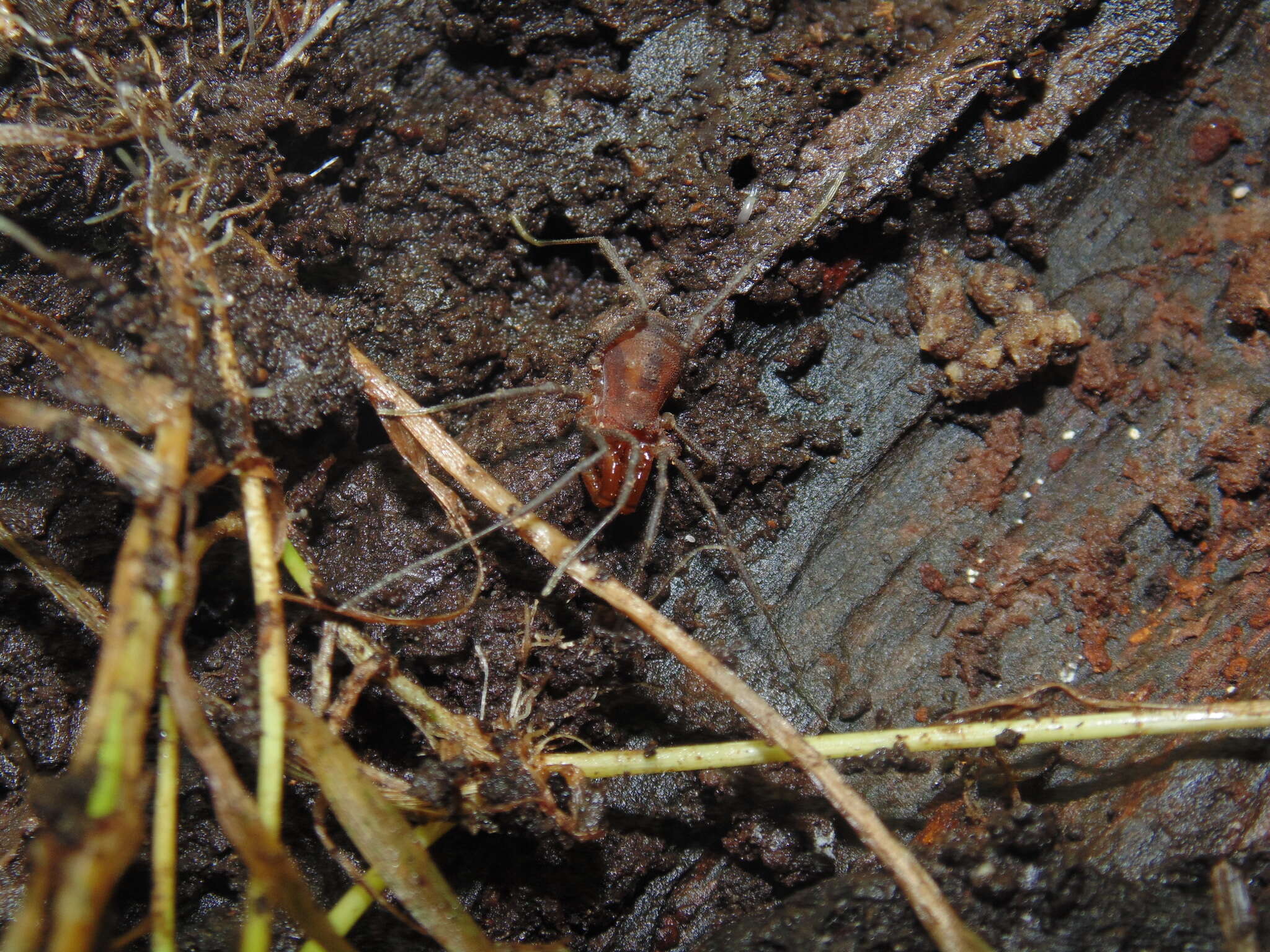 Image of Triaenonychoides breviops Maury 1987