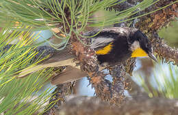 Image of Setophaga coronata goldmani