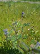 Plancia ëd Lupinus polycarpus Greene