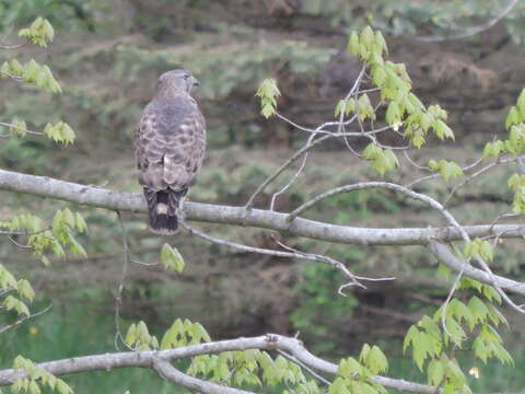 Plancia ëd Buteo platypterus (Vieillot 1823)